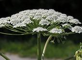 Jak bojovat s bolševníkem Sosnowského? Heracleum sosnowskyi