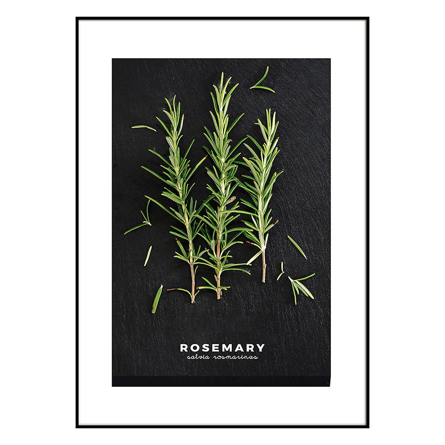 Obraz Artbox 50x70 AB181 Rosemary OB-14443