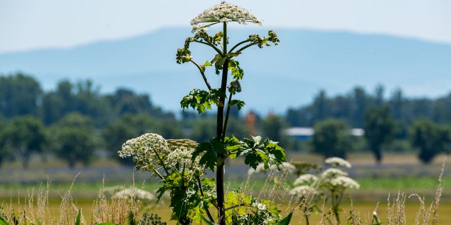 Jak bojovat s bolševníkem Sosnowského? Heracleum sosnowskyi 