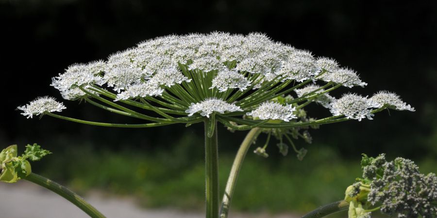 Biologické metody boje s invazními rostlinami