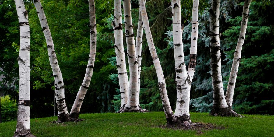 Bříza bělokorá, bříza pýřitá a další druhy bříz – jakou břízu si vybrat?