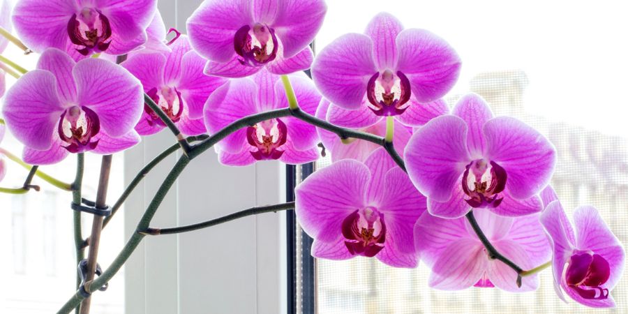 Jaká jsou nejčastější choroby a škůdci orchidejí a jak jim předcházet?