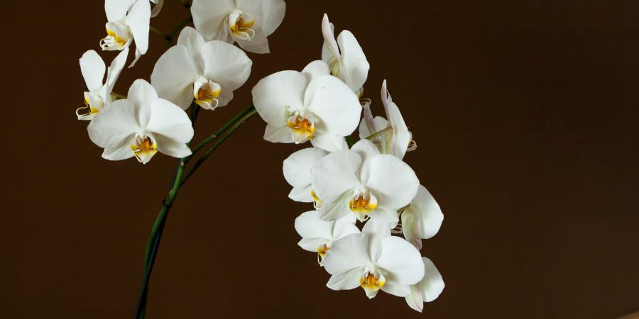 Virová onemocnění orchidejí – jak jim předcházet?