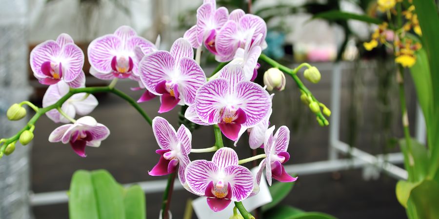 5 nejčastějších chyb v péči o orchideje