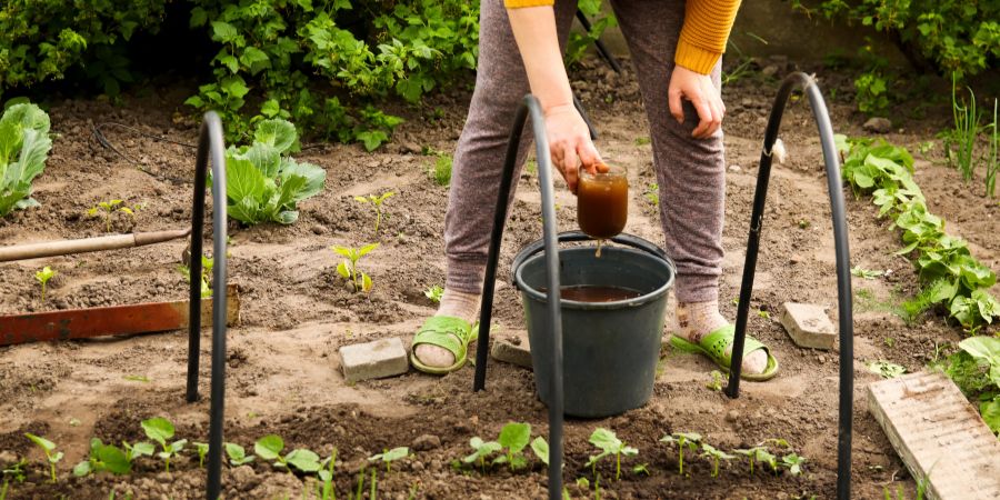 Jak připravit přírodní hnojivo z přesličky? Jaké vlastnosti má výluh z přesličky?