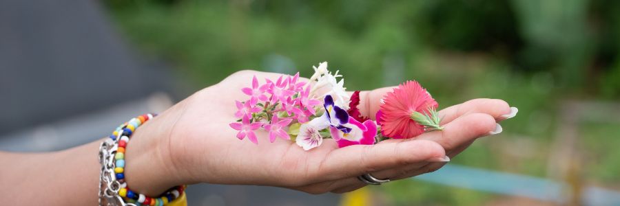 Jak sbírat, připravovat a používat jedlé zahradní květiny pro použití v kuchyni? Oblíbené jedlé květiny do kuchyně