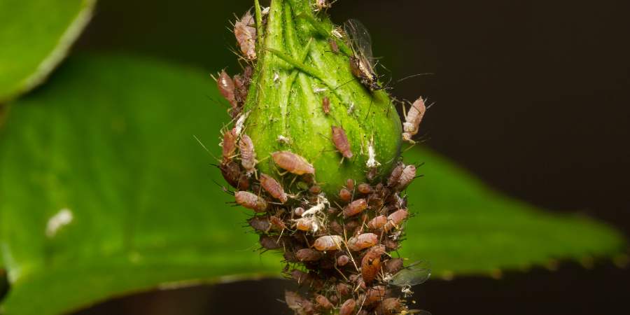 Zavedení užitečného hmyzu do zahrady, tedy boj s přirozenými nepřáteli mšic