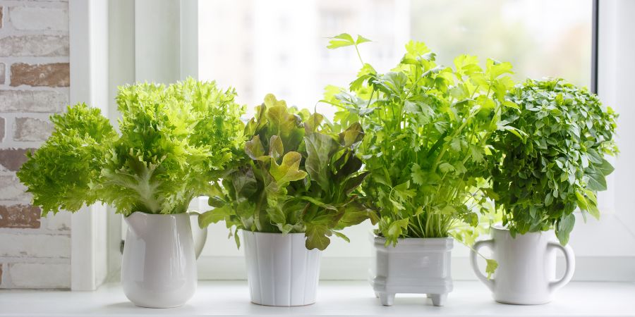 Zahrada na okenním parapetu – jaké hrnkové rostliny zvolit?