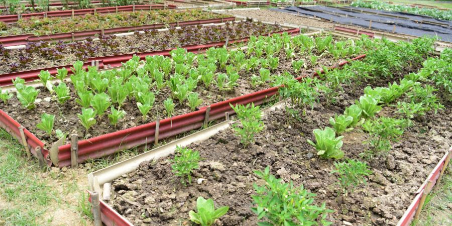 Jak připravit půdu pro pěstování zeleniny a květin?