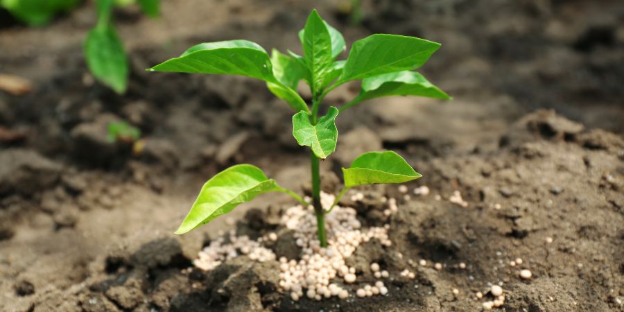Pěstební půda – bez plevele pro zeleninovou nebo květinovou zahradu