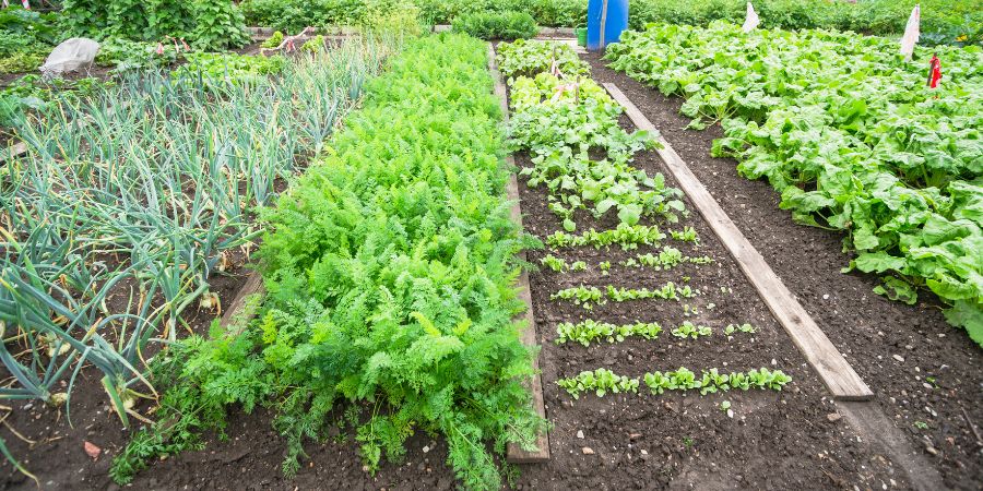Ideální půda pro zeleninu, tedy dobře zavlažovaná půda pro zeleninu a květiny
