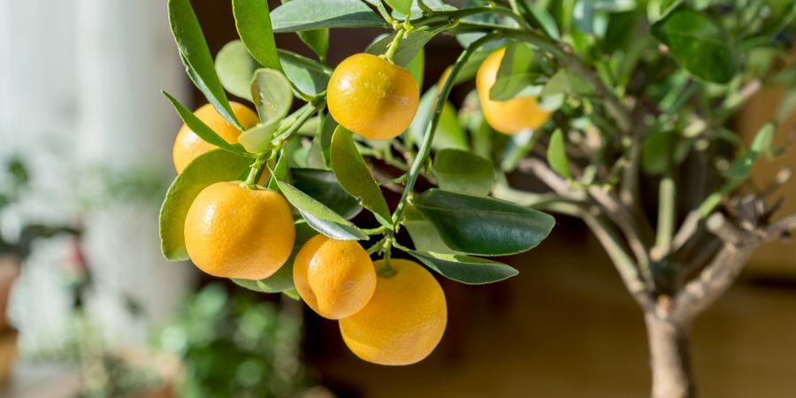 Jak pěstovat citrusy v květináčích?