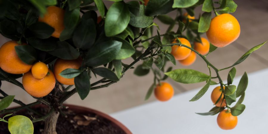 Domácí pěstování – jaký substrát je pro citrusy nejlepší?
