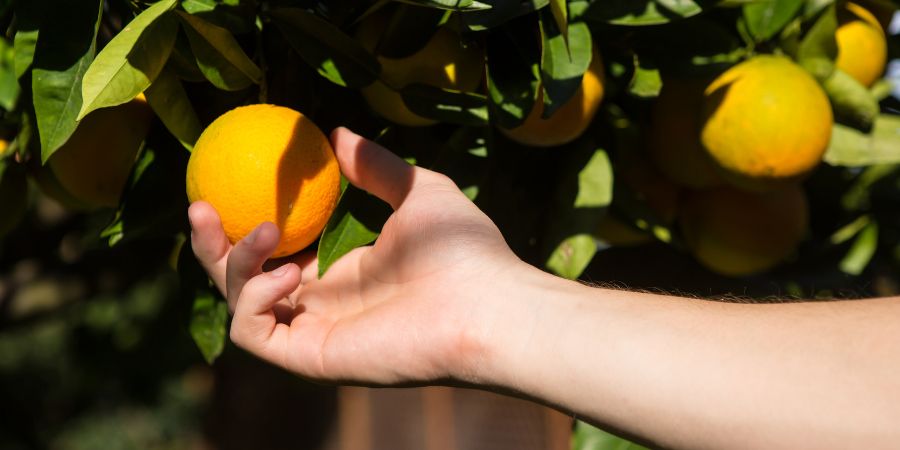 Jak pečovat o citrusovník? Nezapomeňte citrusy zalévat 