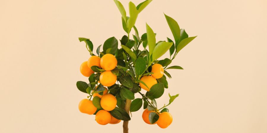 Jak sázet a hnojit citrusy? Huminové kyseliny a citrusová hnojiva