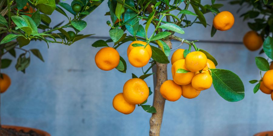 Jak pěstovat citrusy v květináči? Řez citrusu - je to nutné? Jak jej provést?