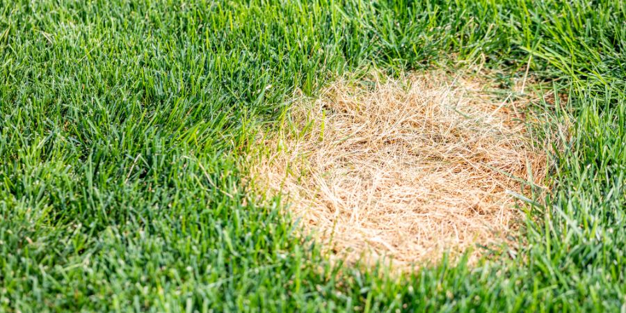 Hnojení trávníku a prevence proti skvrnám na trávníku – jak se na trávníku projeví nesprávné hnojení? Pomůže domácí hnojivo?