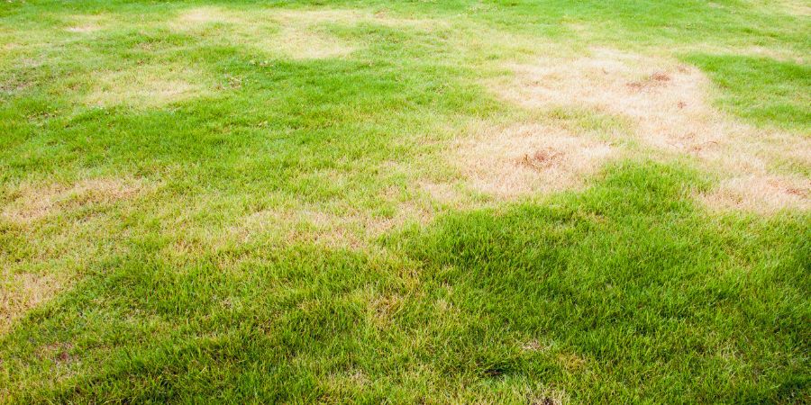 Škůdci trávníku – Jak škůdci kořenů trávy ovlivňují váš trávník?