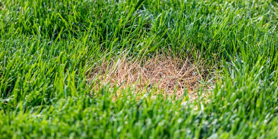 Prevence žloutnutí trávy – správné hnojení trávníku a hodnota pH půdy. Jaké chyby děláme v péči o trávník?